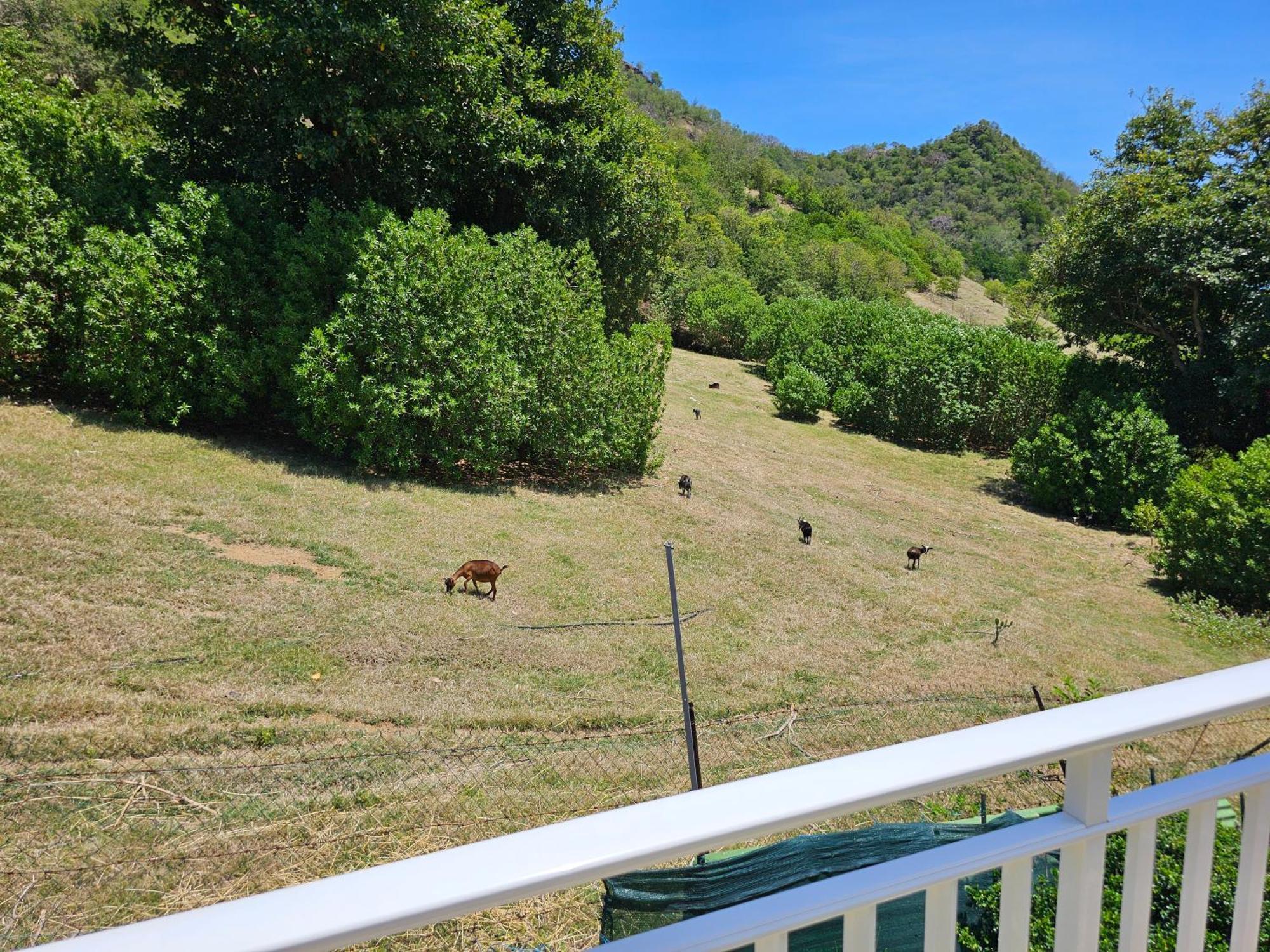 Villa Celyote - Haut De Villa, Vue Mer, A 150M De La Plage Anse Figuier Terre-De-Haut Eksteriør billede